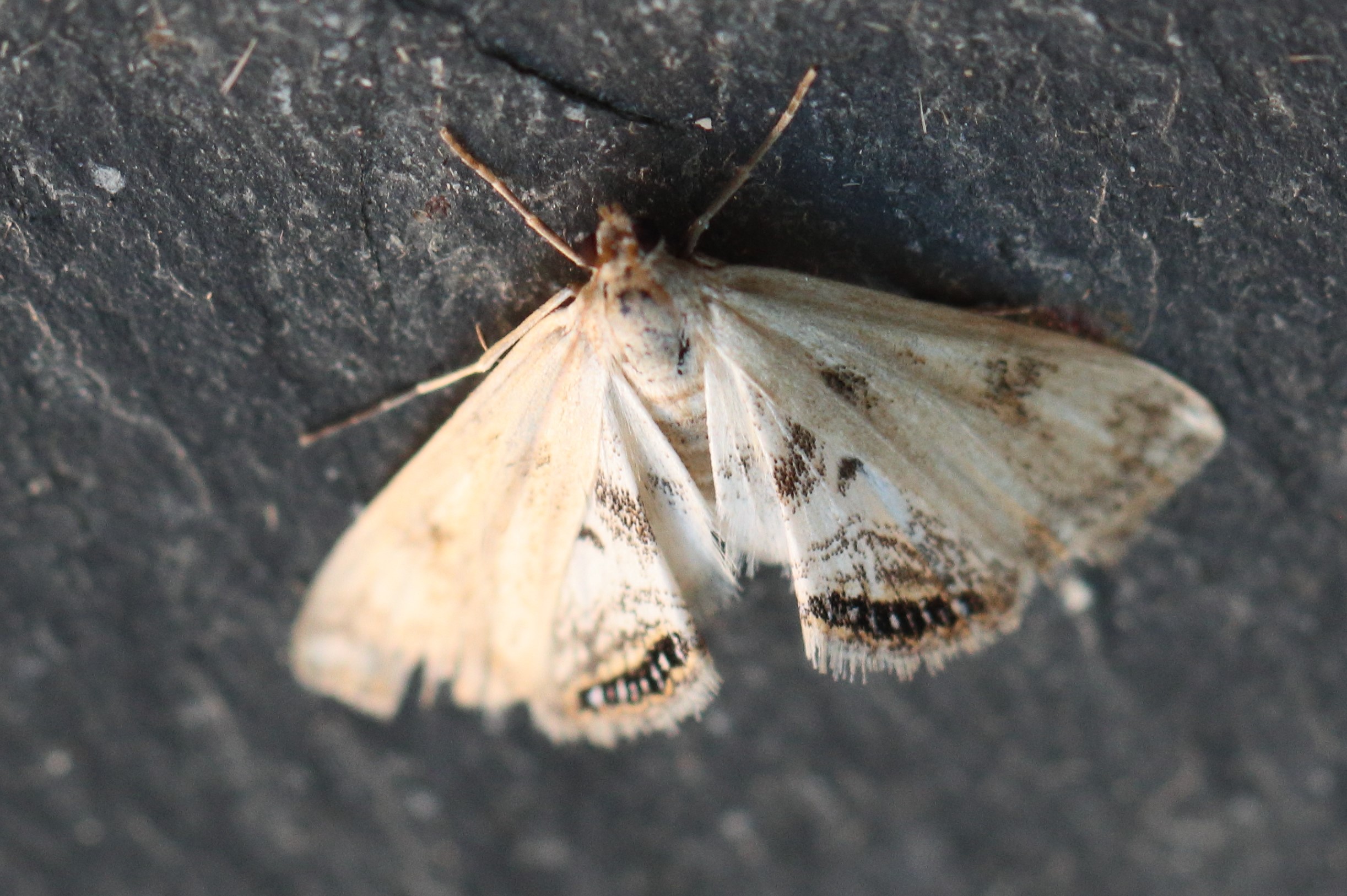 Photo of Small China-mark (Cataclysta lemnata)